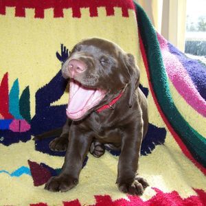 Meet your Posher, Sharon